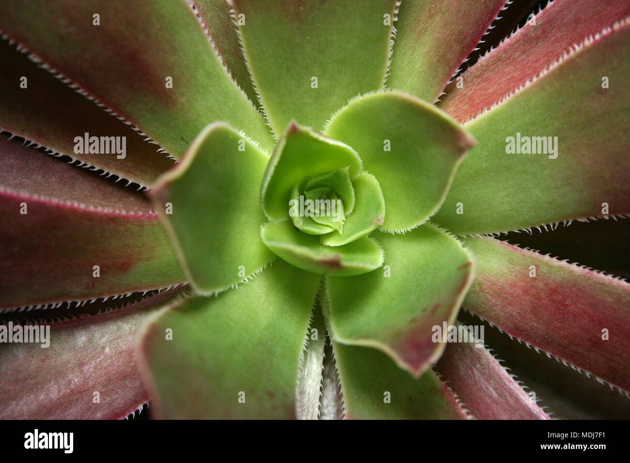Aeonium arboreum center close-up Stock Photo