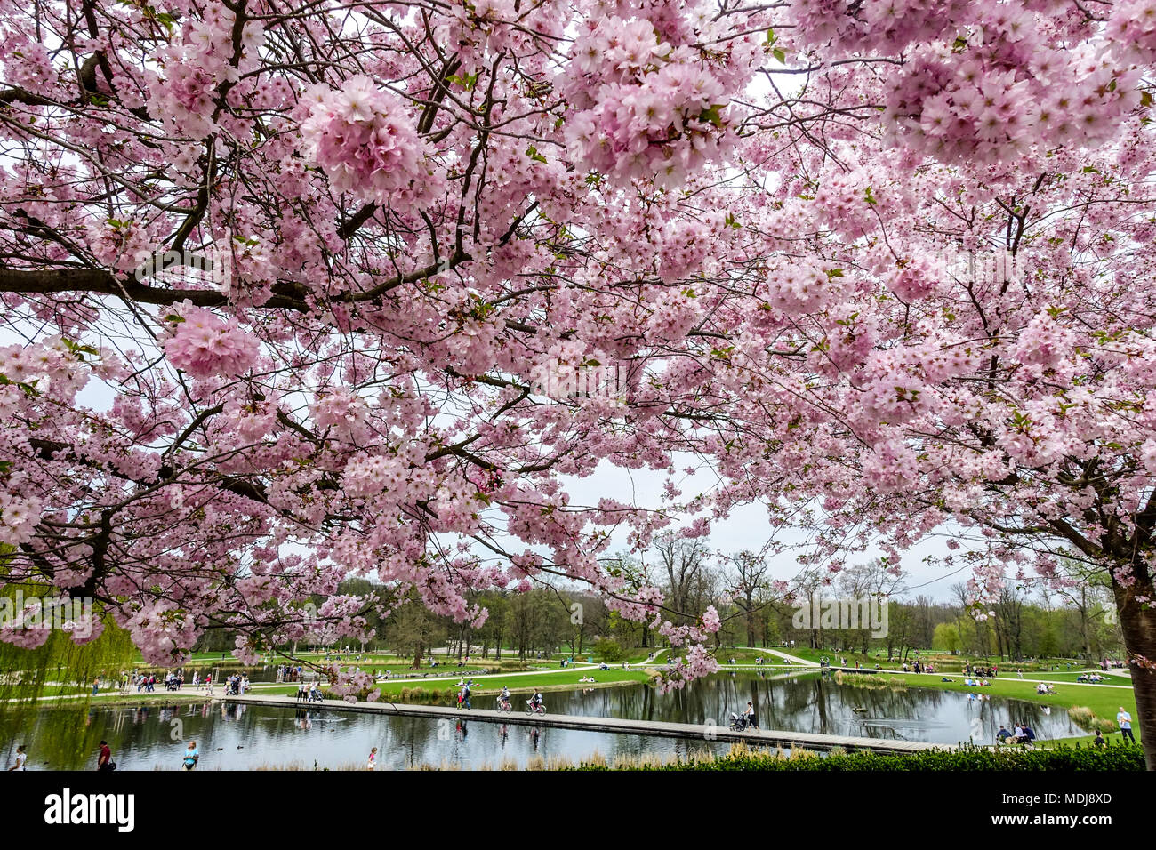 Spring blooming cherries in City park Stromovka Prague park, Pink cherry blossoms Stock Photo
