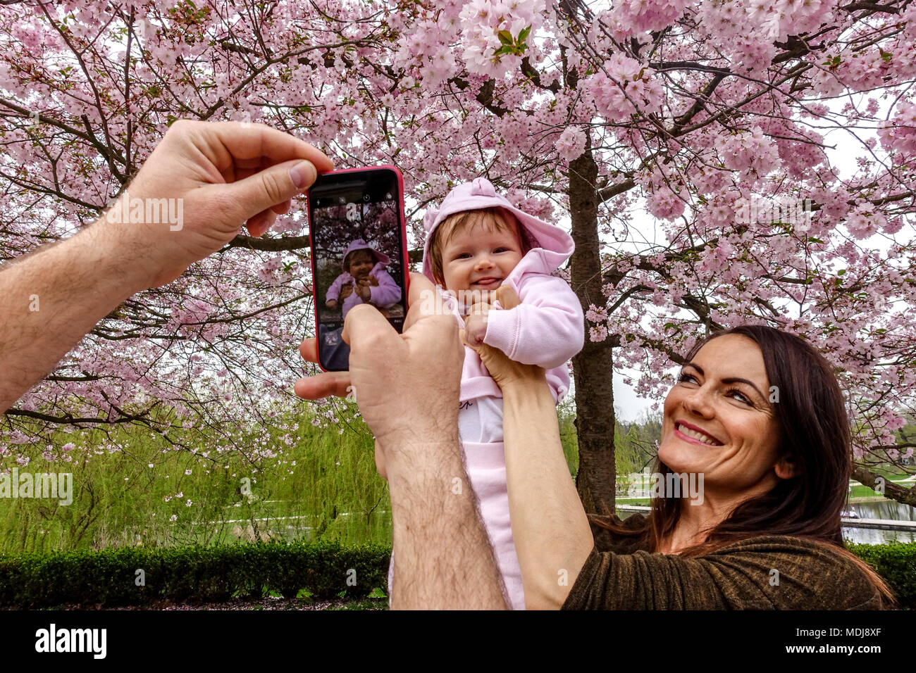 Mother and her baby are photographed under a flowering cherry tree in park Stromovka, Holesovice, Prague, Czech Republic Taking photo of baby Stock Photo