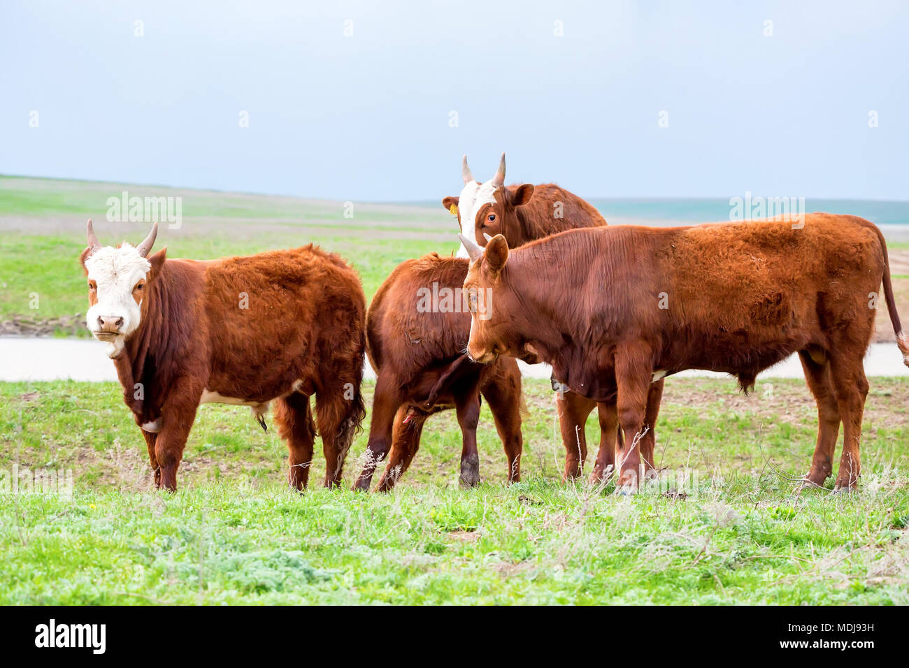 Young cattle on green meadow Stock Photo - Alamy
