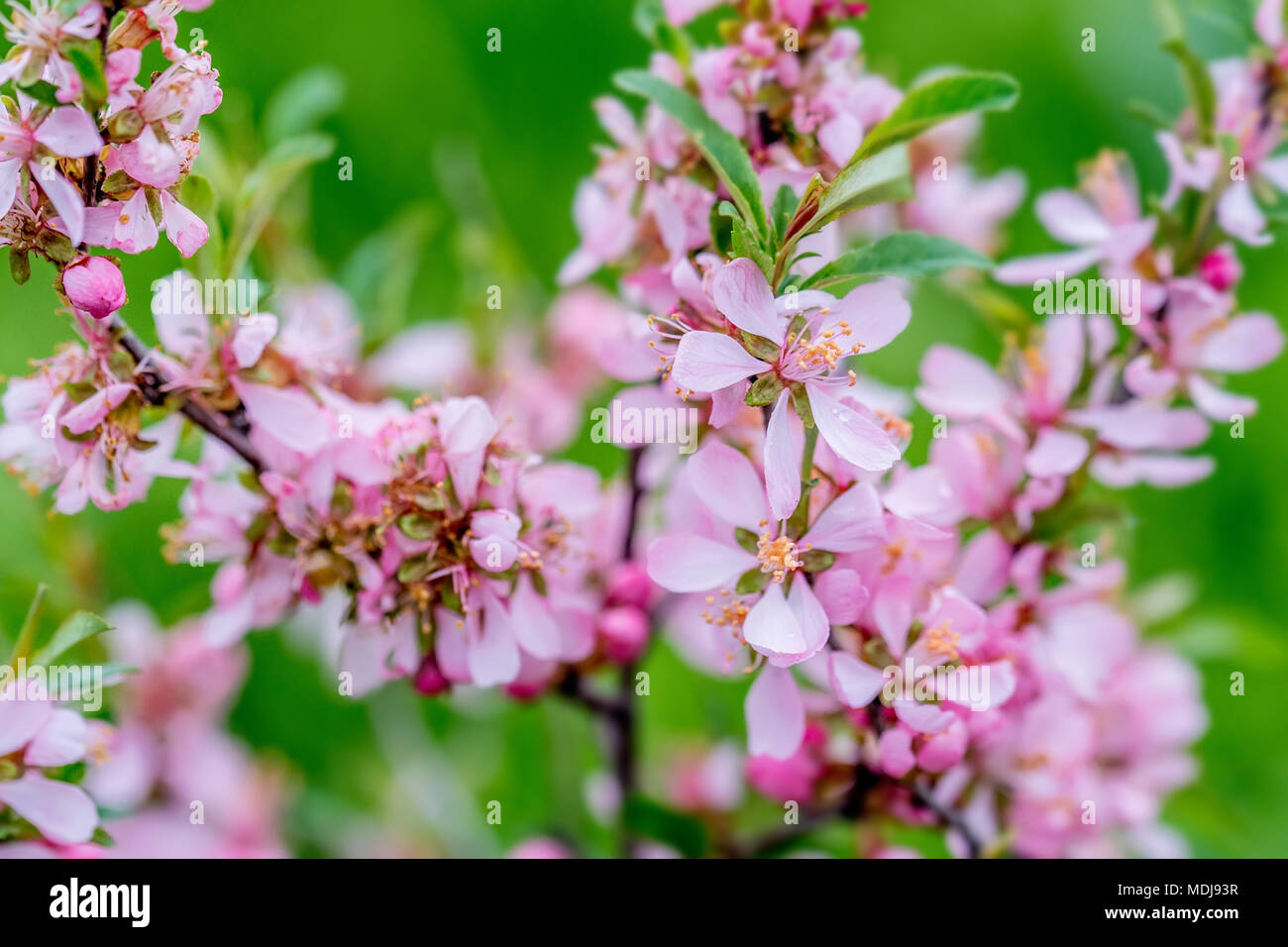Dwarf Russian almond Stock Photo Alamy