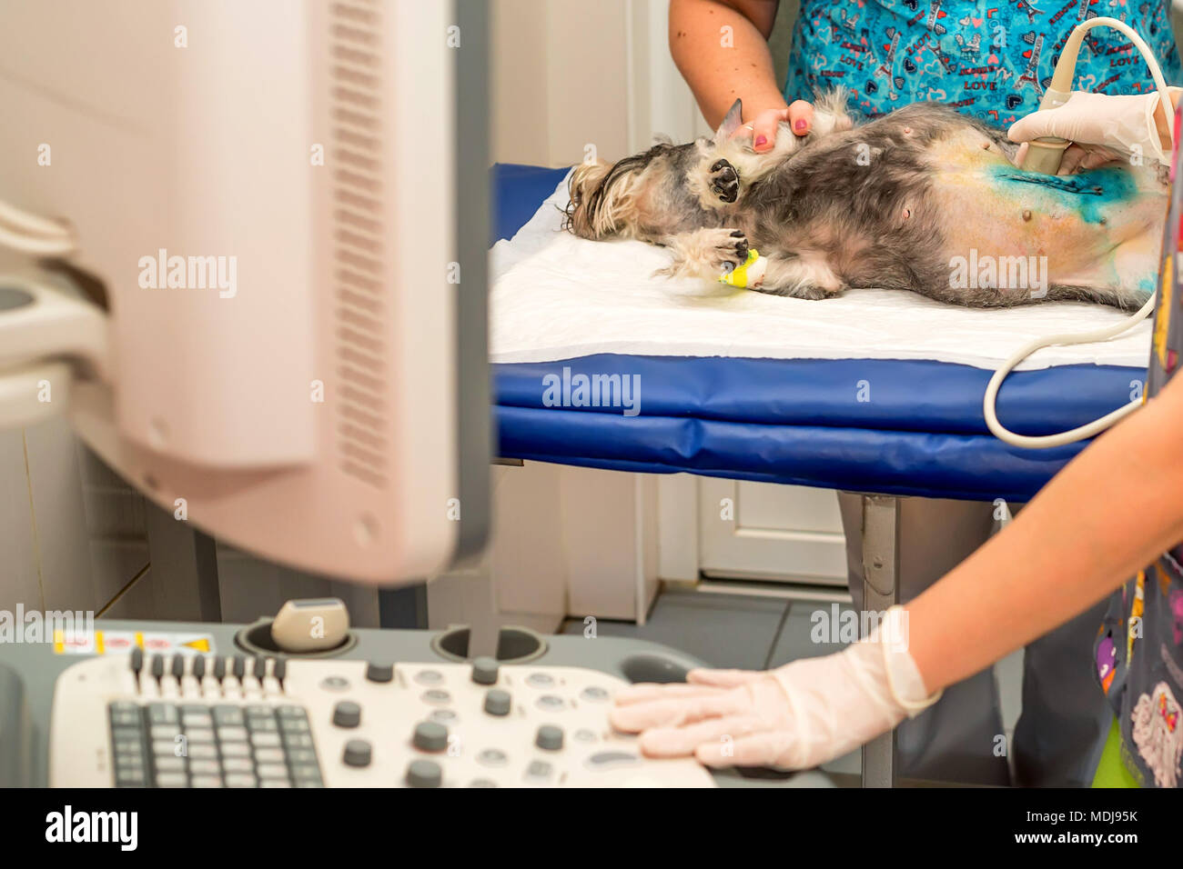 Dog having ultrasound scan in vet clinic Stock Photo Alamy