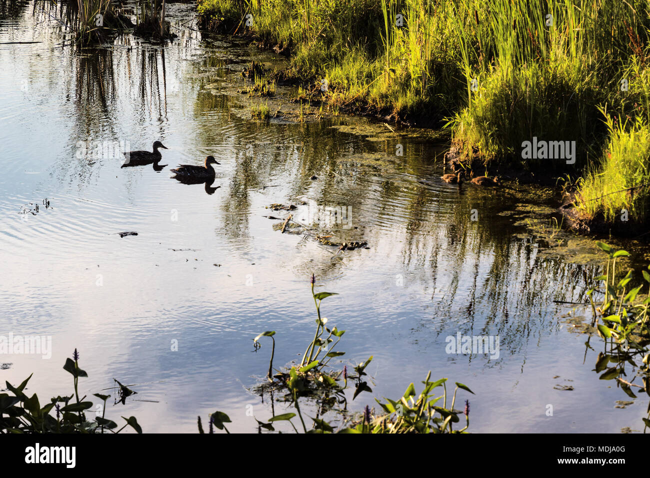the duck family swimming and looking for breakfast at dawn Stock Photo