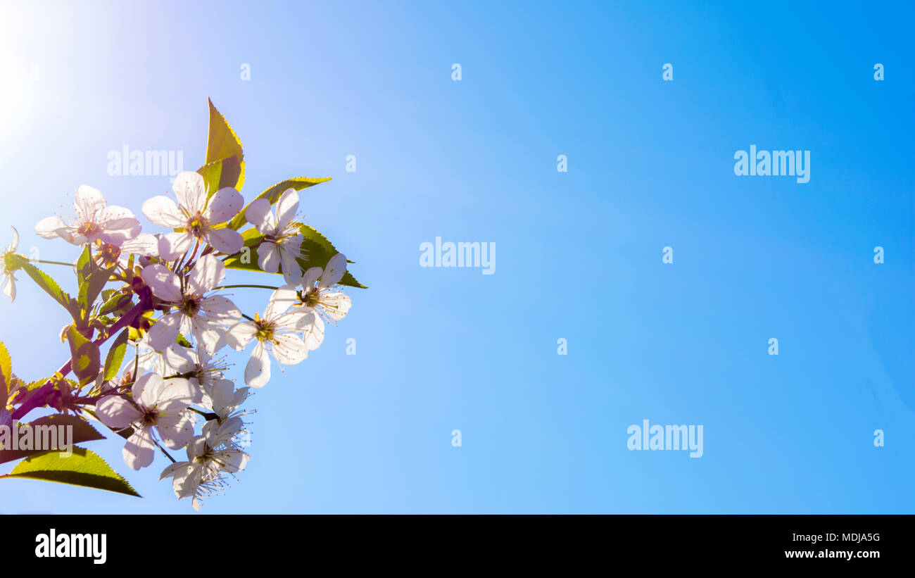 Beautiful spring white flowers blossom background Stock Photo - Alamy