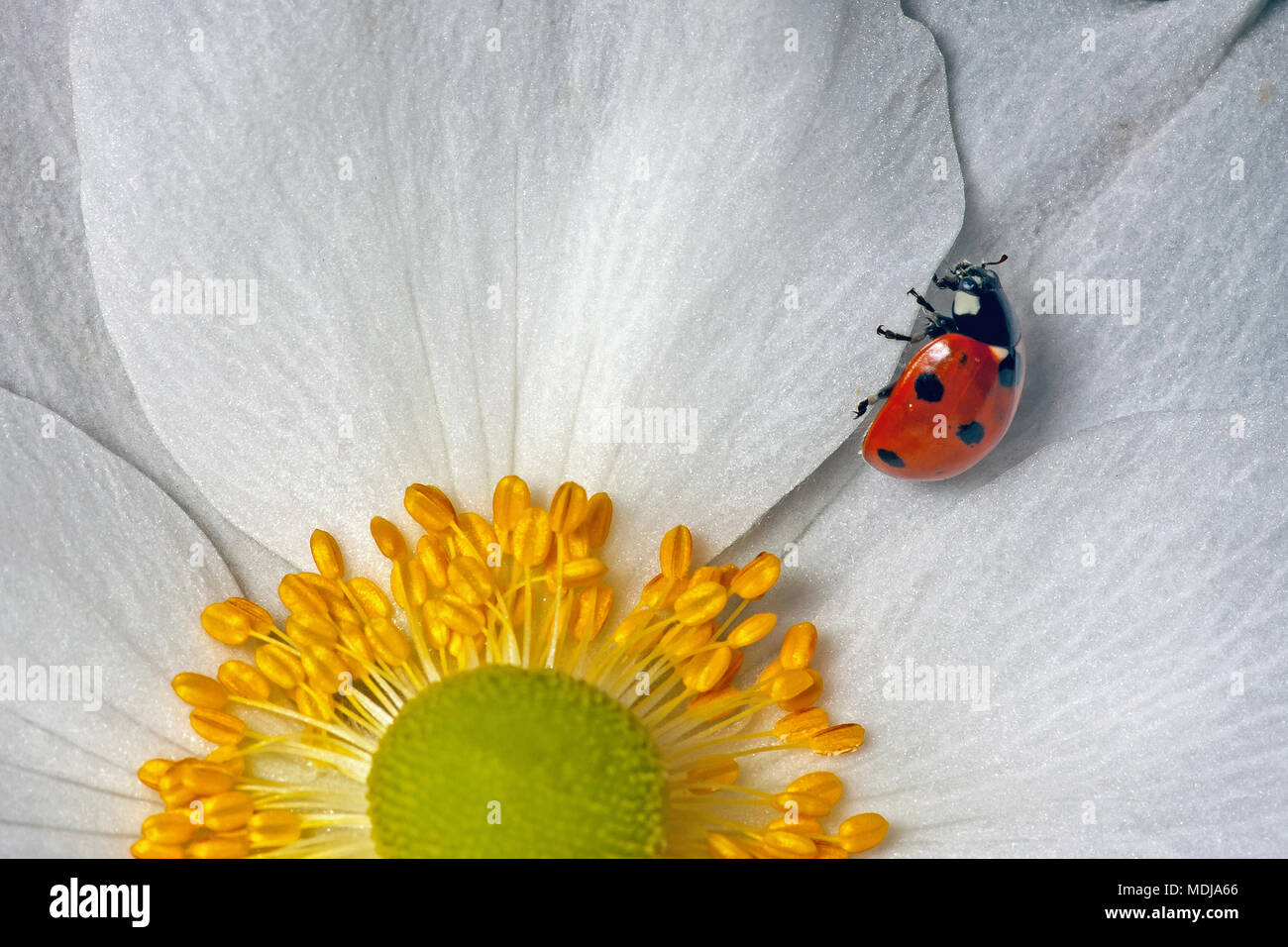 A Seven Spot Ladybird on a Japanese Anemone x hybrida ‘Honorine Jobert’ in Scarborough’s Dean Road Cemetery. Stock Photo