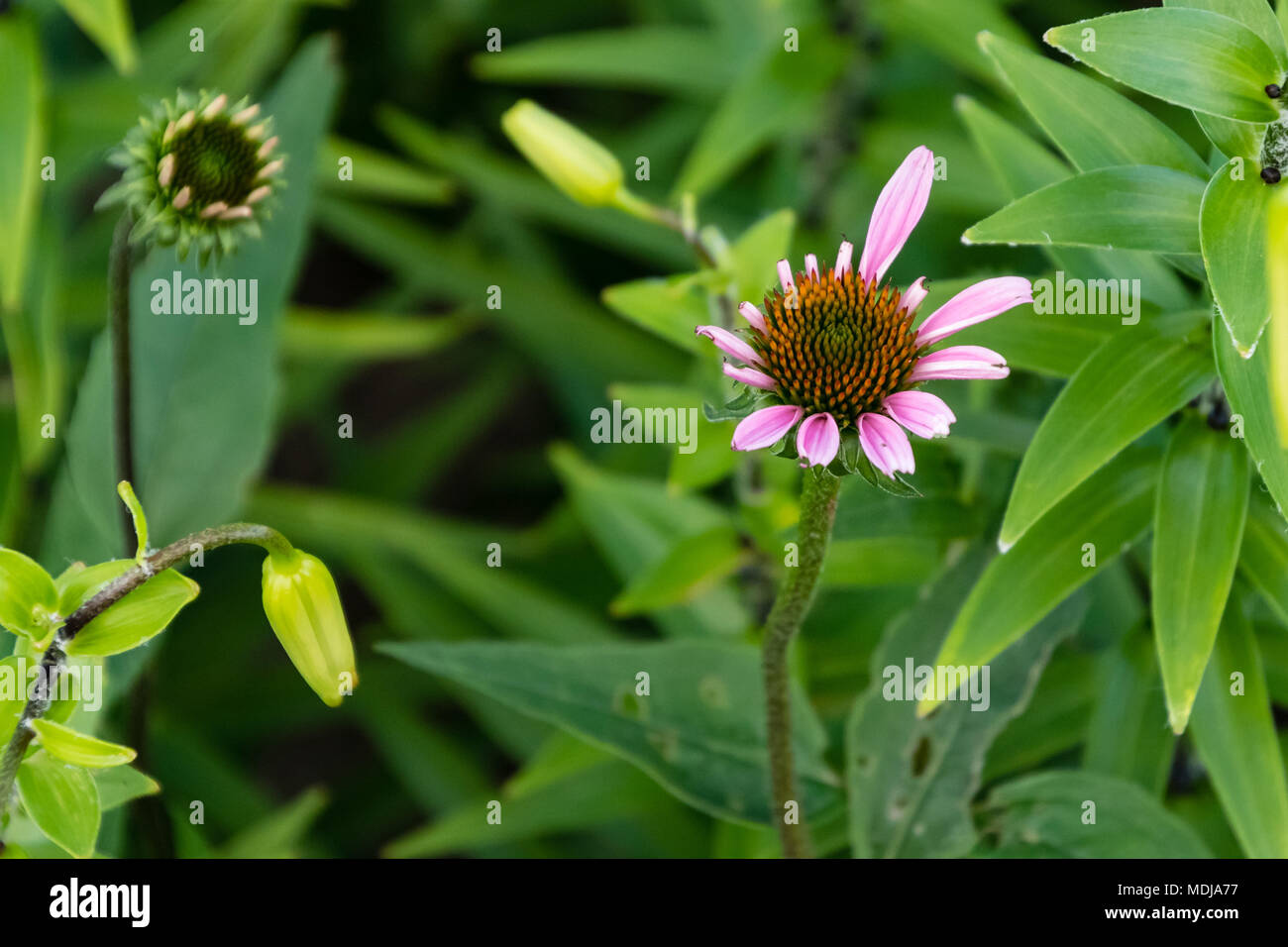 two new coneflower blooms are opening up again Stock Photo