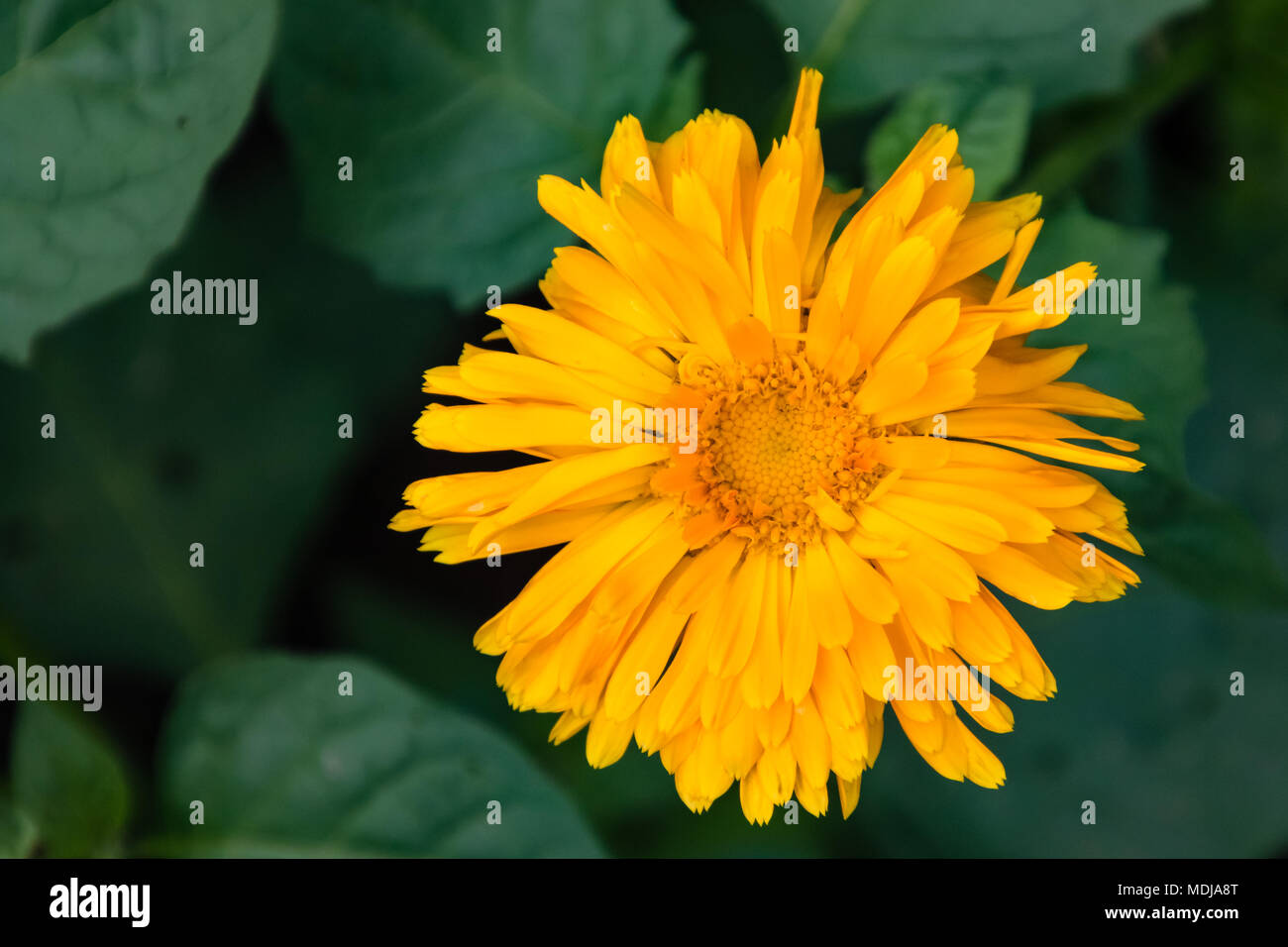 a close up of a yellow wild flower Stock Photo