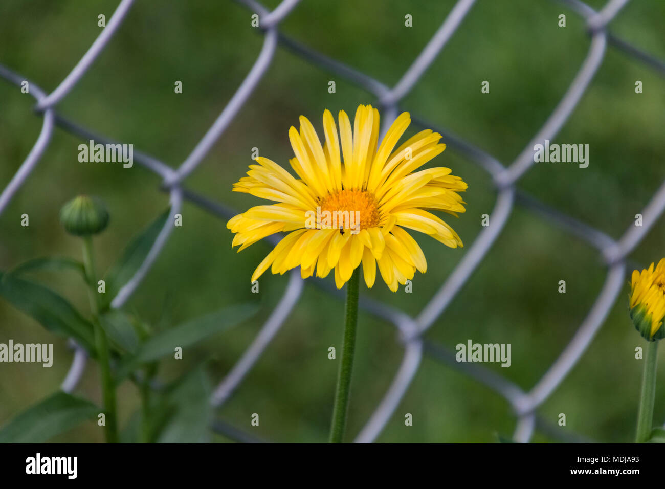 a yellow wild flower over by the fence Stock Photo