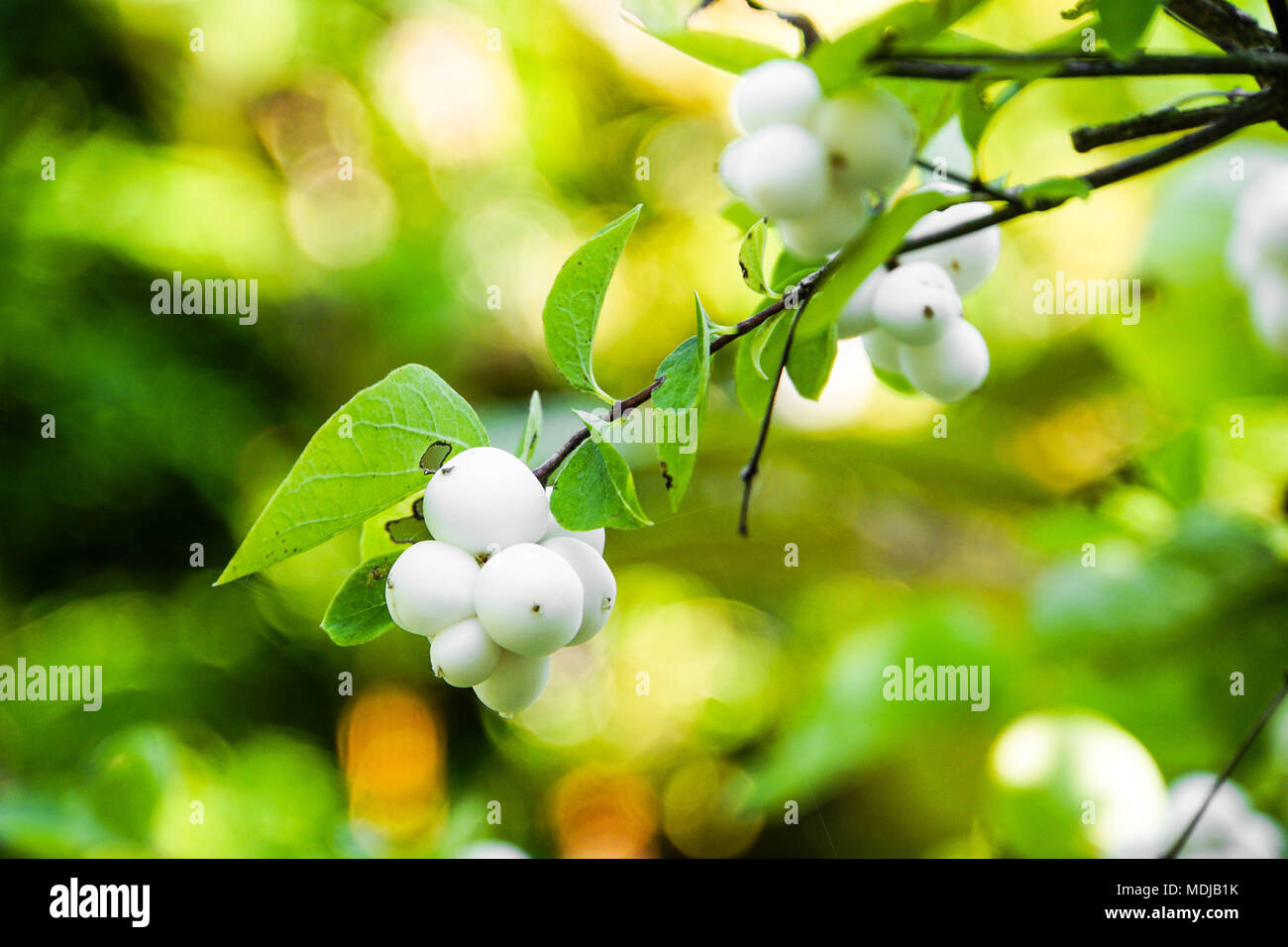 Snowberry shrub branch Stock Photo