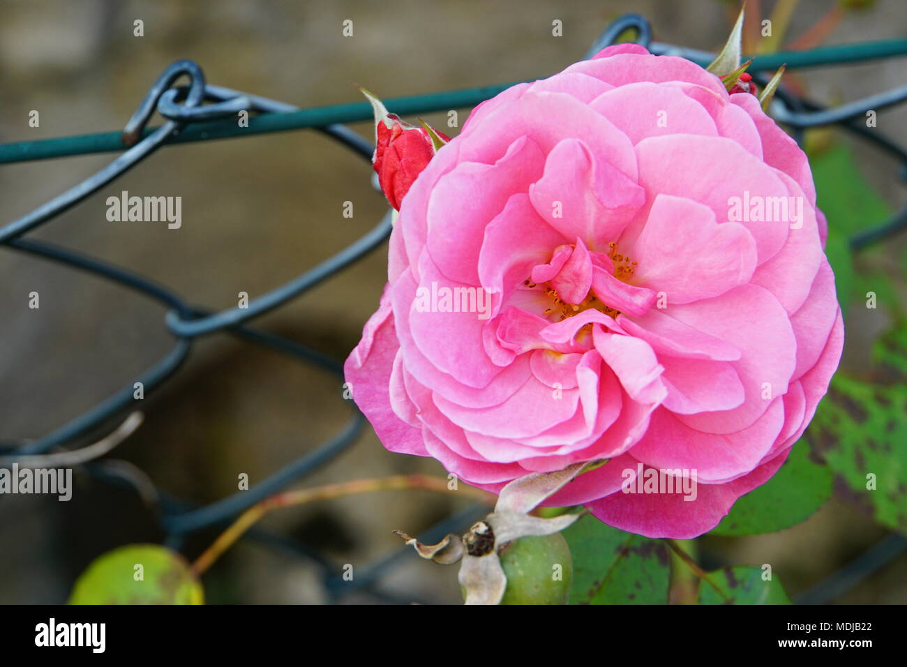 Pink Rose Flower in the garden in front of a fence Stock Photo - Alamy