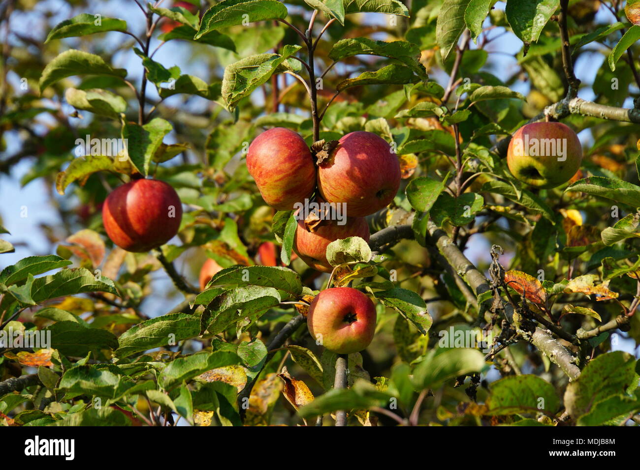 Apples Fall Tree Stock Photos & Apples Fall Tree Stock Images - Alamy