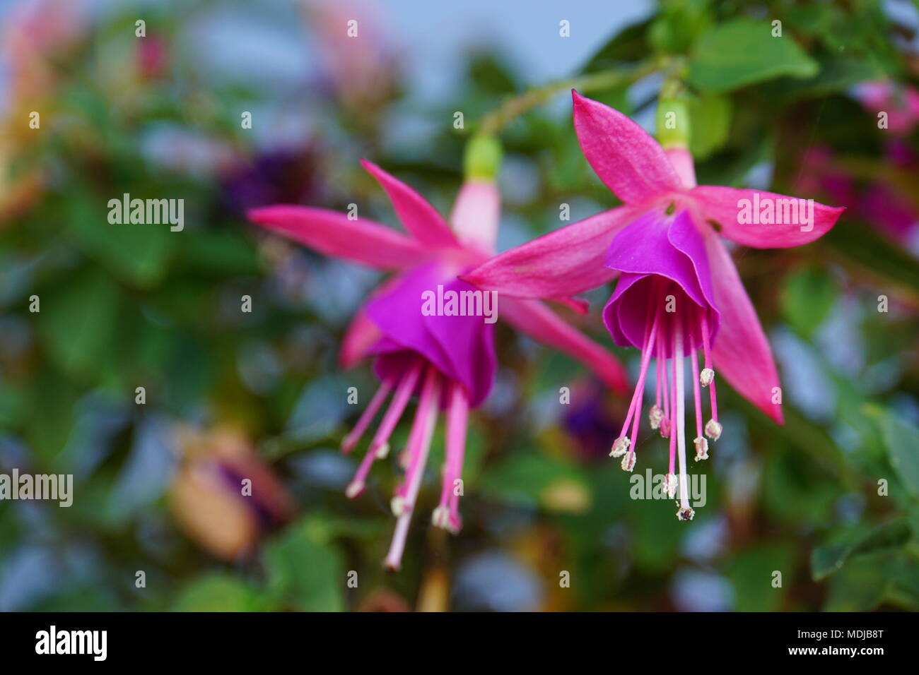 Fuchsia flower blossom in Pink and purple Stock Photo
