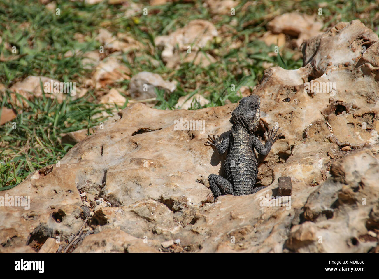 black agama lizard basking on rock Stock Photo Alamy