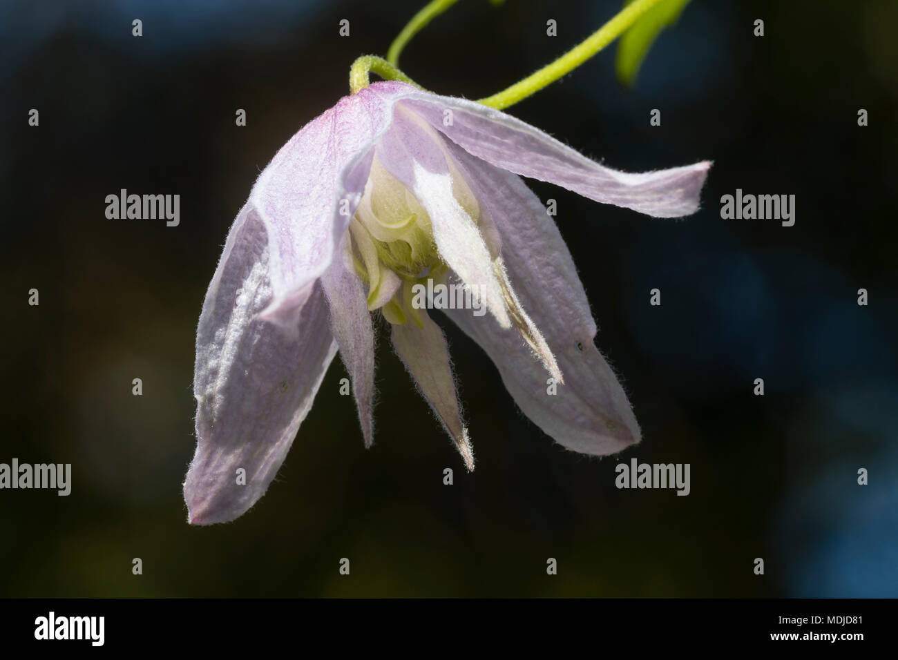 Single flower of the spring flowering woody climber, Clematis macropetala 'Hope' Stock Photo