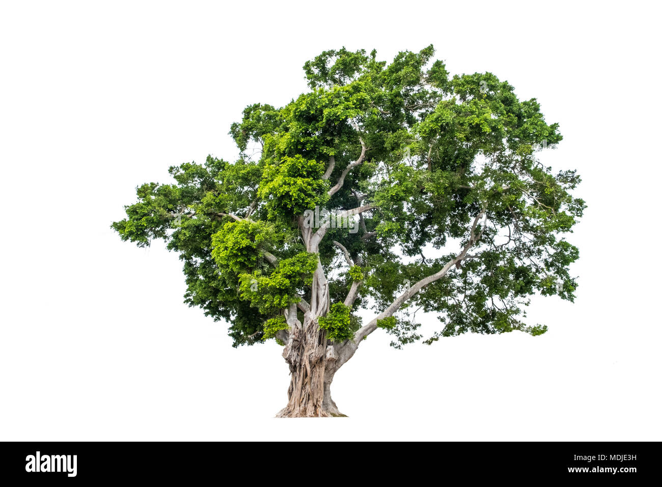 tree isolated on white background Stock Photo