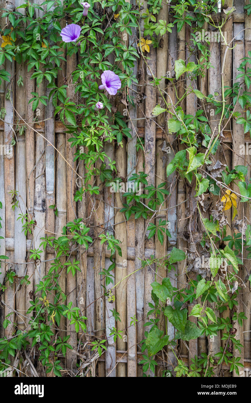 Full frame background of an old and aged bamboo fence with flowering vine plant. Stock Photo