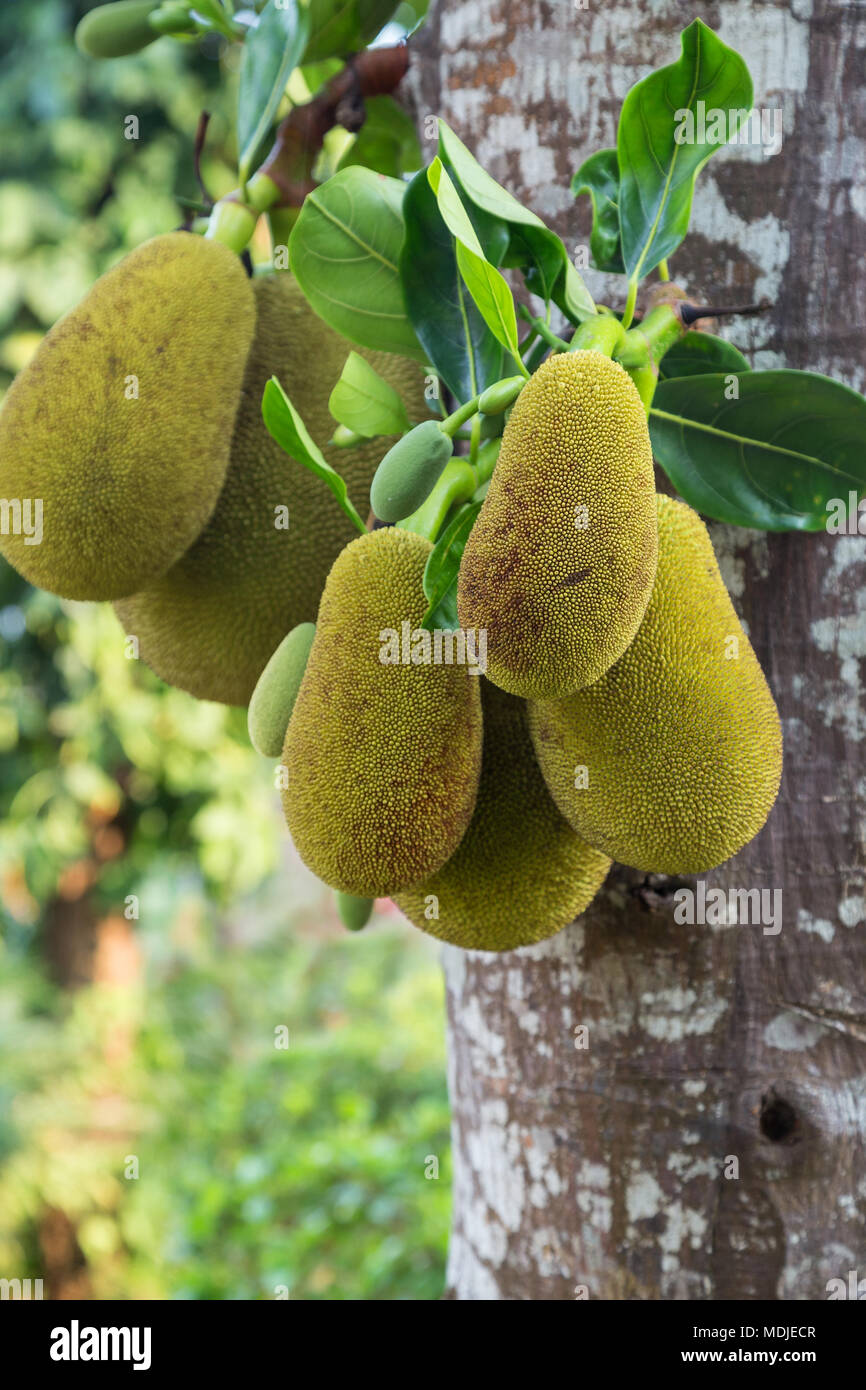 Close-up of several wild jackfruits (Artocarpus heterophyllus) (also known as jack tree, fenne, jakfruit, jack or jak) hanging on a tree in Laos. Stock Photo