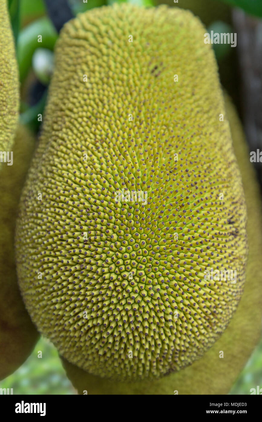 Close-up of a wild jackfruit (Artocarpus heterophyllus) (also known as jack tree, fenne, jakfruit, jack or jak) in Luang Prabang, Laos. Stock Photo