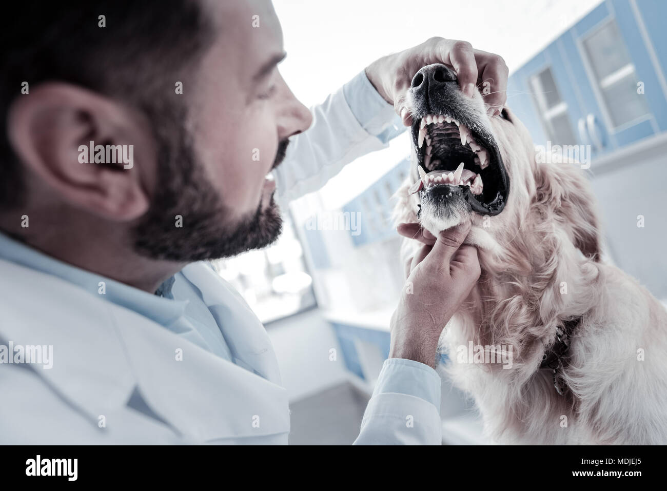Dog opening mouth hires stock photography and images Alamy