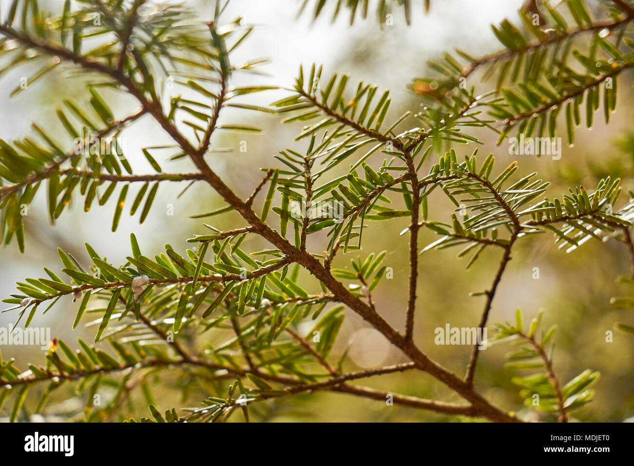 Closeup of hemlock branches, Lancaster County, Pennsylvania, USA Stock Photo