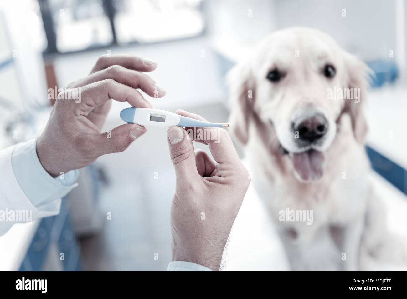 Dog thermometer hires stock photography and images Alamy