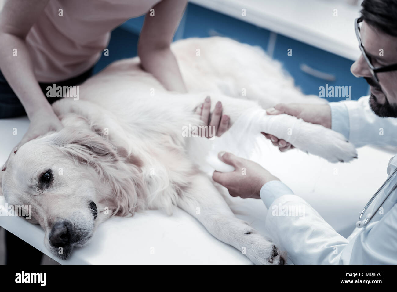 Nice vet doctor bandaging the wound Stock Photo