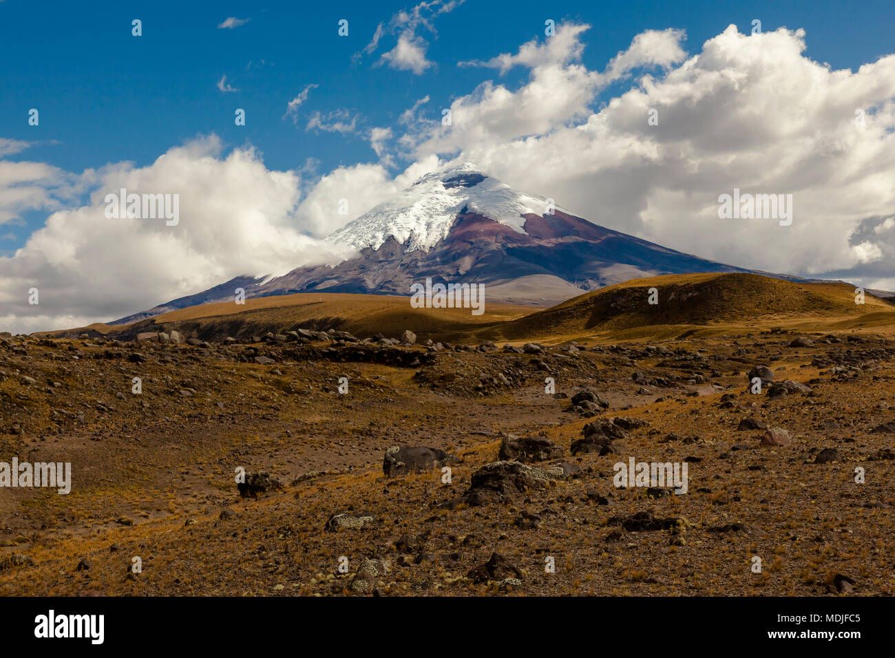 Cotopaxi, an active volcano, at sunset with horses in the foreground Stock Photo