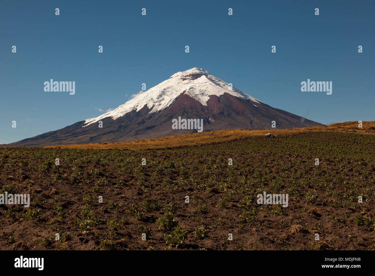 Potato Crops In Cotopaxi Back And Blue Sky Andes Of Ecuador Stock 