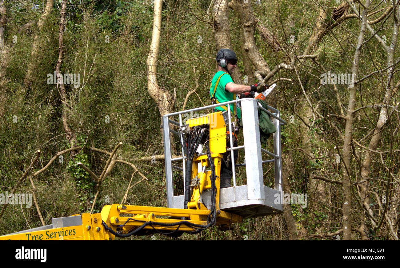 lumberjack, tree surgeon on a high mobile platform using a chainsaw,to prune back overgrown tree's, wearing the correct protective clothing. Stock Photo