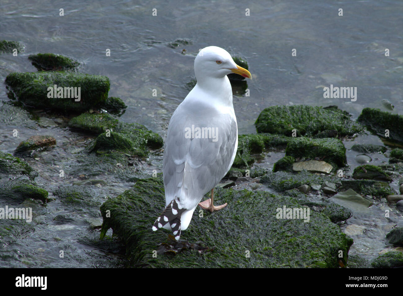 Larus argentatus, herring gull hunting for crab amongst the seaweeds in