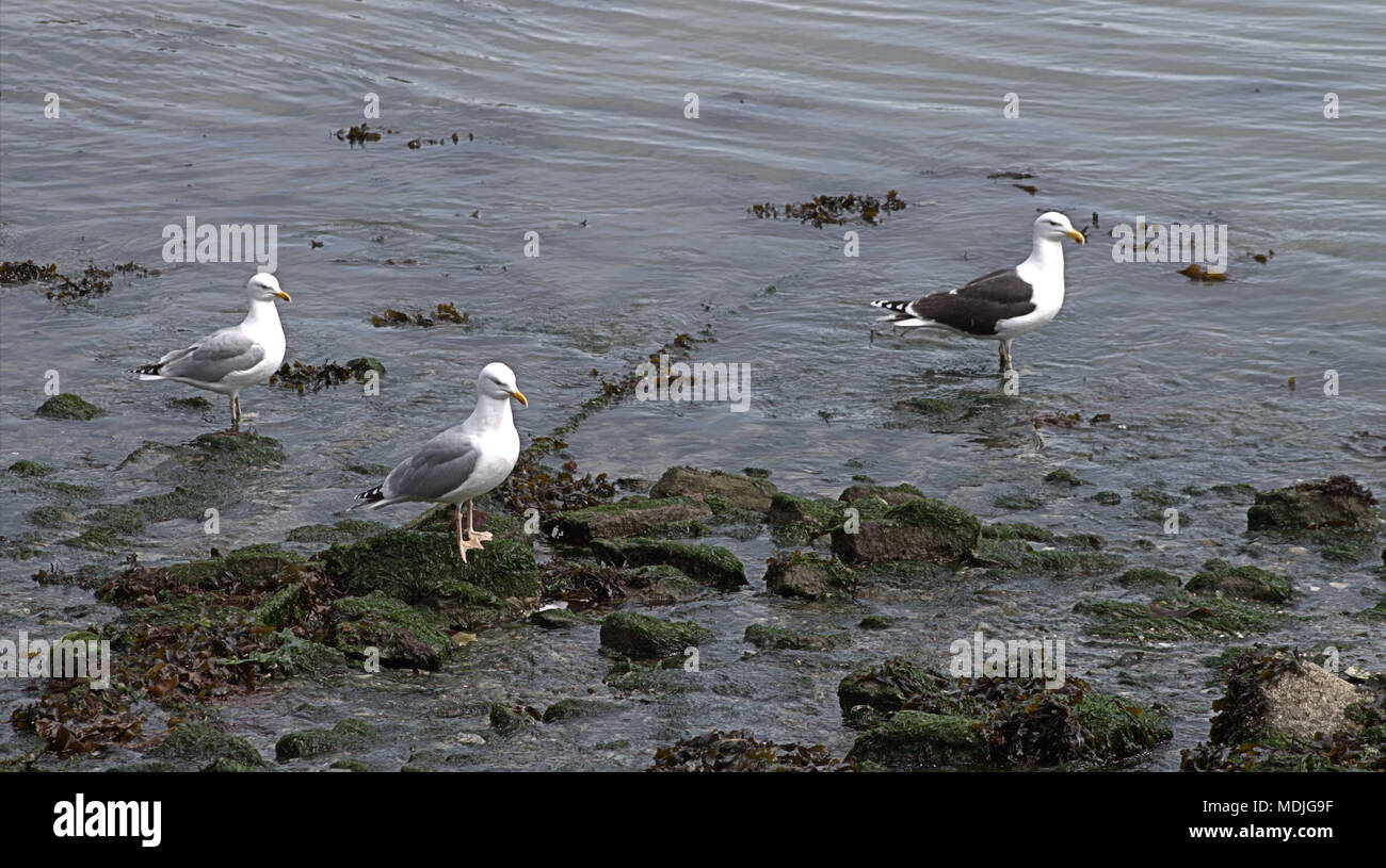Larus marinus, Great Black Backed Gull and Larus argentatus, herring gull both hunting for crab amongst the seaweeds in the shallows  at low tide. Stock Photo
