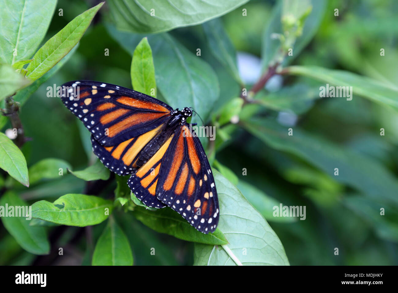 Butterfly. Beautiful tropical butterfly on blurred nature background