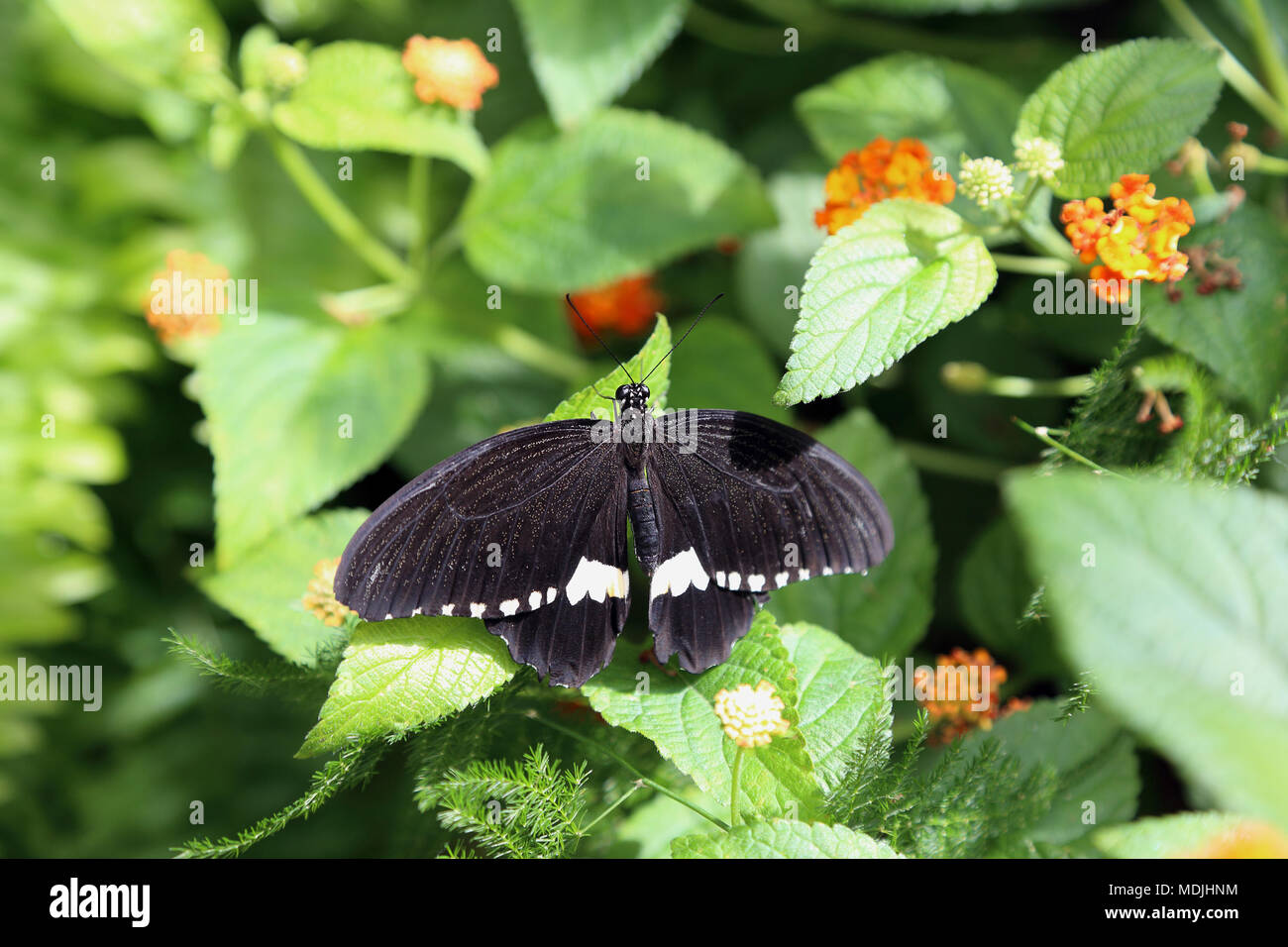 Butterfly. Beautiful tropical butterfly on blurred nature background. Tropical butterfly in its