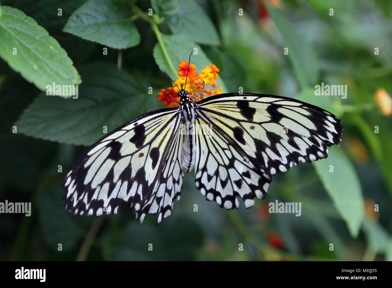 Butterfly. Beautiful tropical butterfly on blurred nature background
