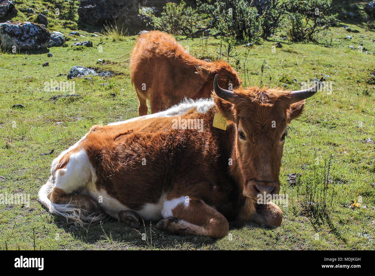Cow Laying Down Stock Photo Alamy