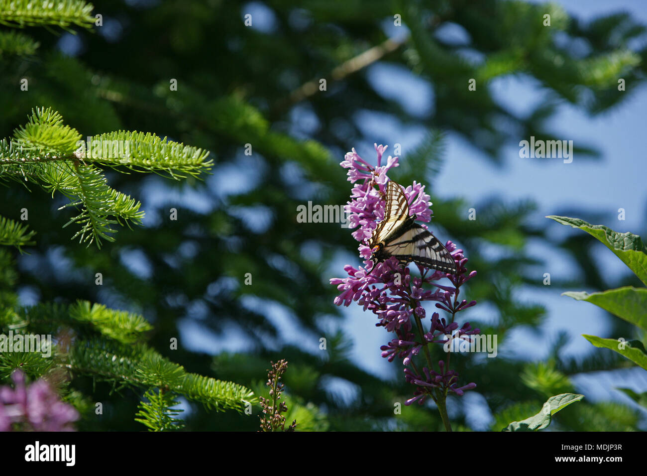 wild nature setting with pine trees, wild flowers and butterfly Stock Photo