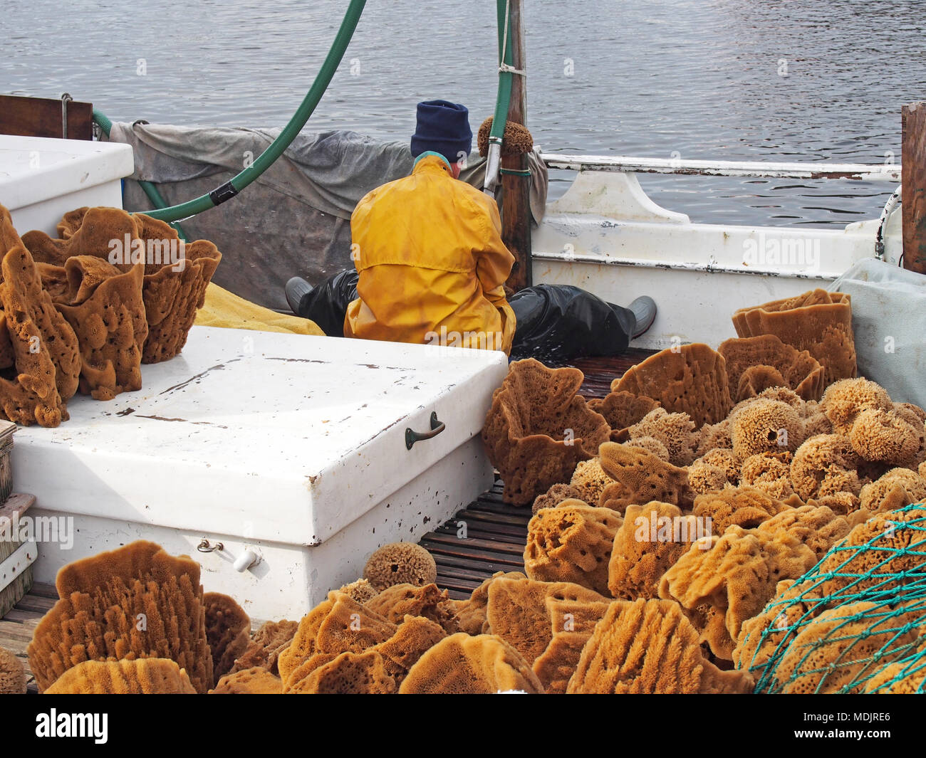 Worker processes fresh caught sponges in Tarpon Springs, Florida, USA 2017, © Katharine Andriotis Stock Photo