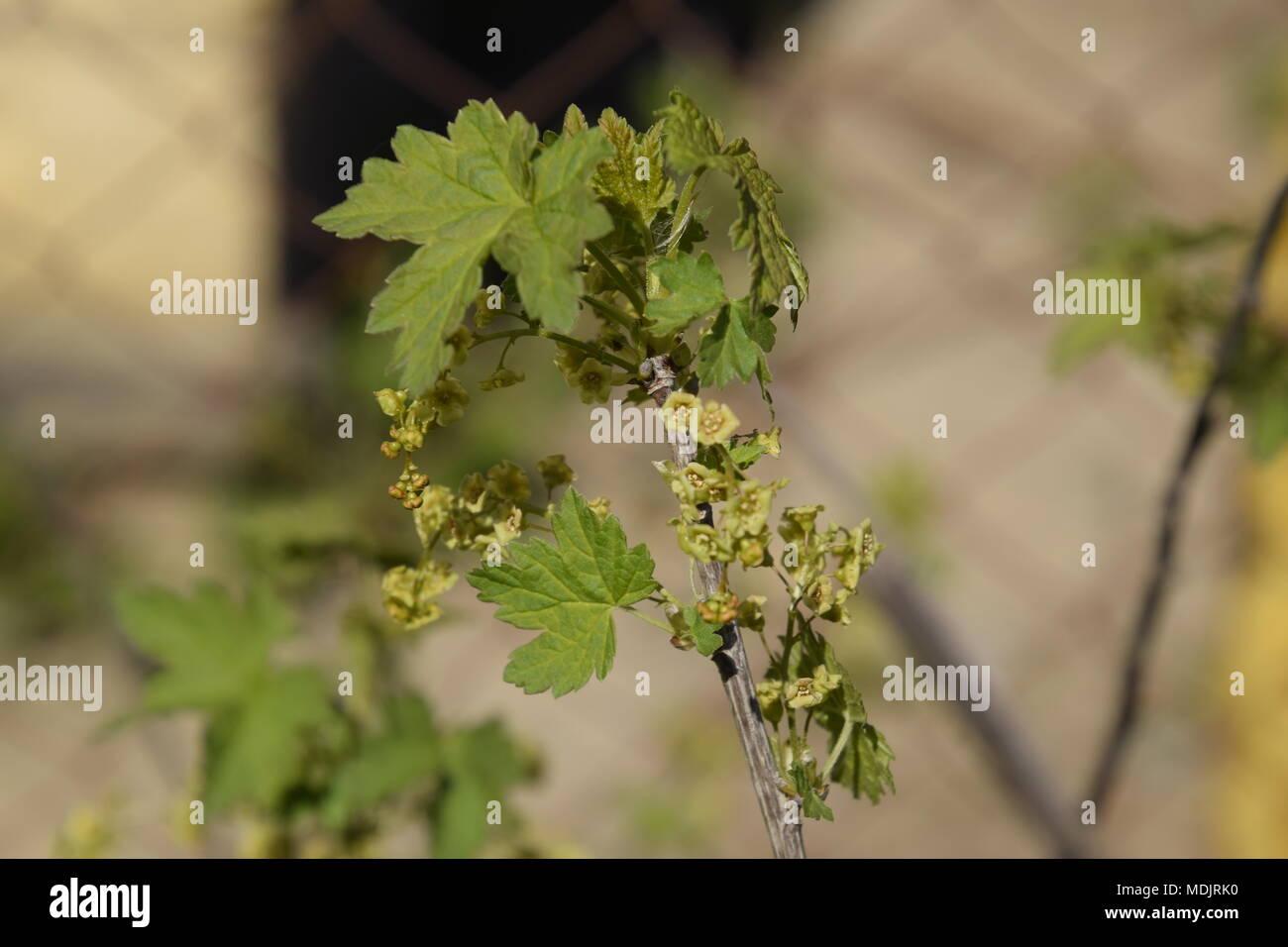 Flowers of red currant in spring on a stalk Stock Photo