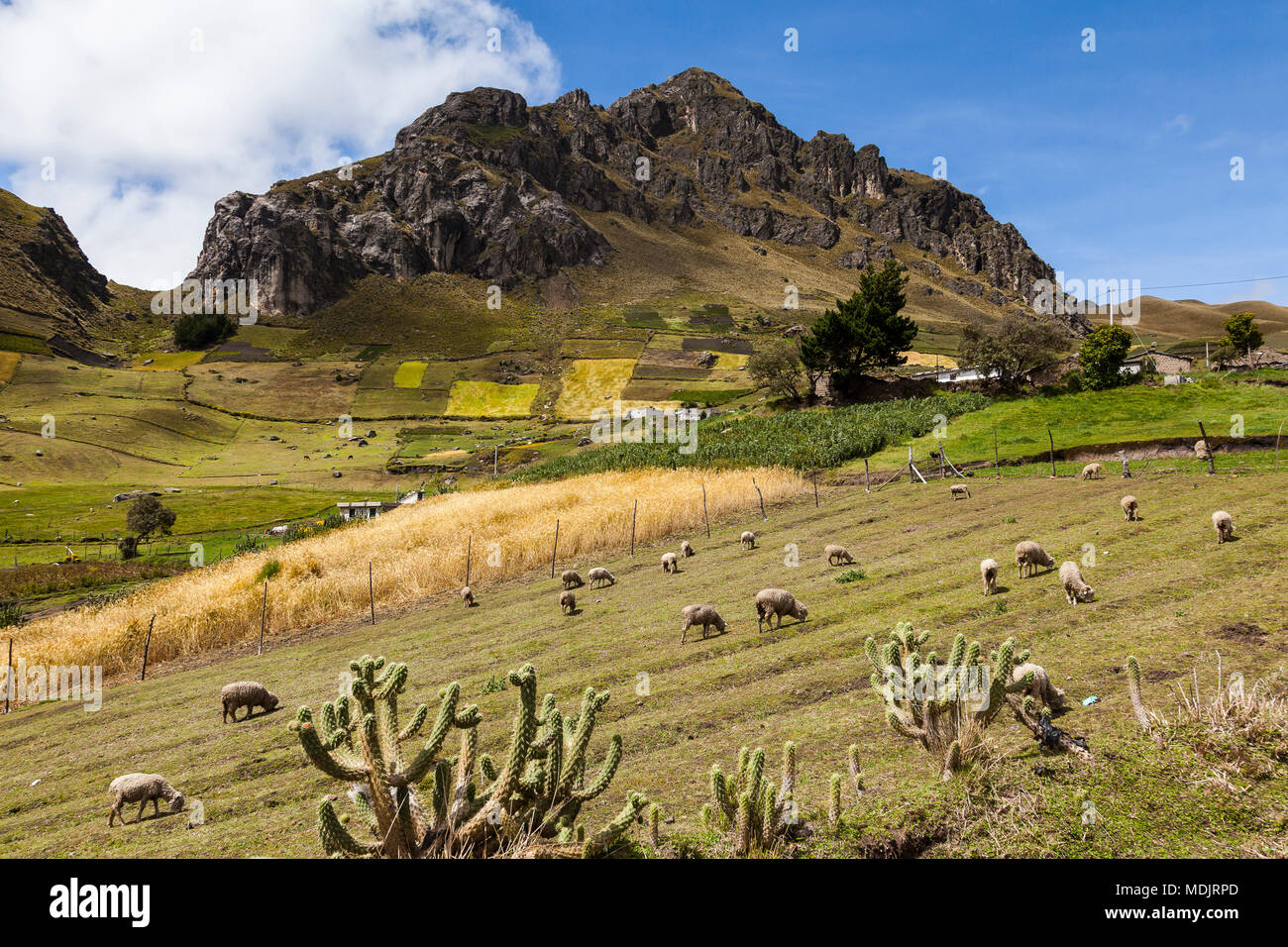 Cultivos cultivos cultivos hi-res stock photography and images - Alamy