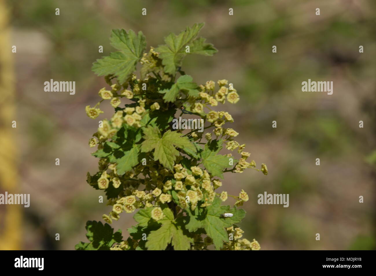Flowers of red currant in spring on a stalk Stock Photo
