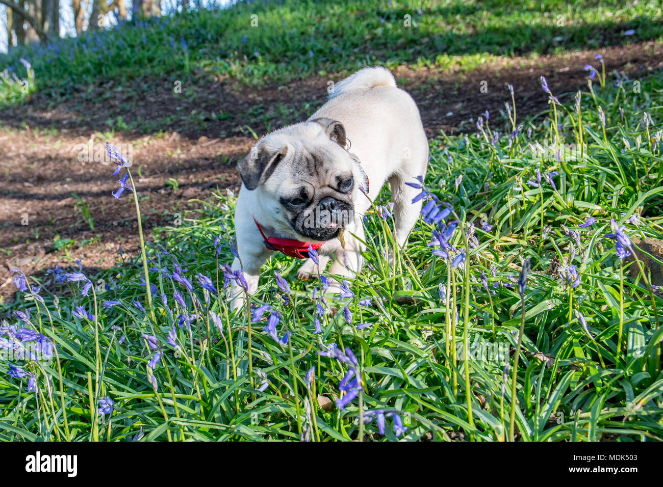 Newlyn, Cornwall, UK. 20th April 2108. UK Weather. Titan the pug out in the Bluebells wood at Newlyn, which have sprung into bloom in the warm weather over the last few days. Credit: Simon Maycock/Alamy Live News Stock Photo