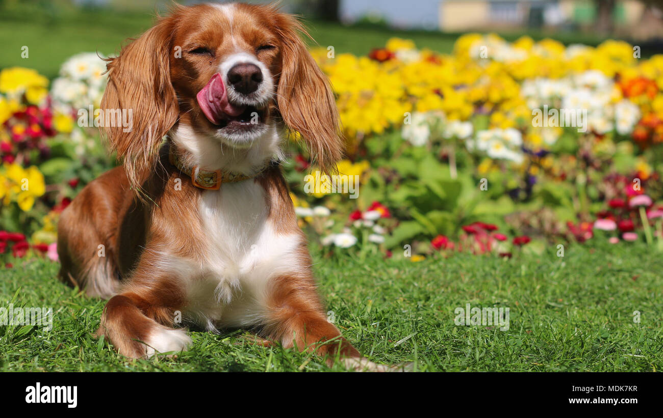 Gravesend, United Kingdom. 20th April, 2018.  A cockapoo named Pip sitting in front of colourful flowers in Gravesend. Gravesend in Kent is enjoying a baking hot day with high temperatures and bright sunshine. Gravesend often records the highest temperature of anywhere in the country. Rob Powell/Alamy Live News Stock Photo