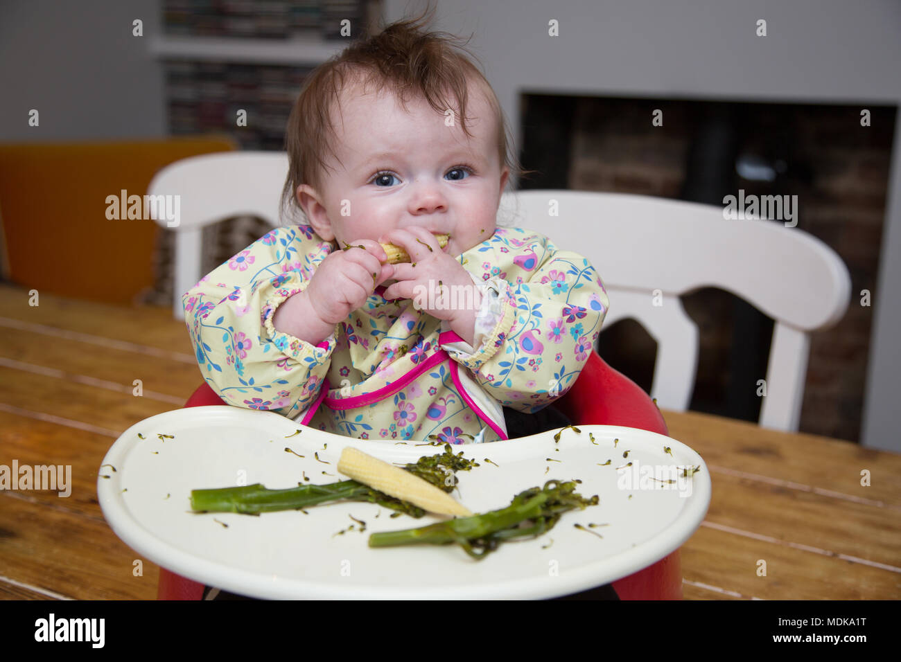 6 month old baby girl baby led weaning Stock Photo - Alamy