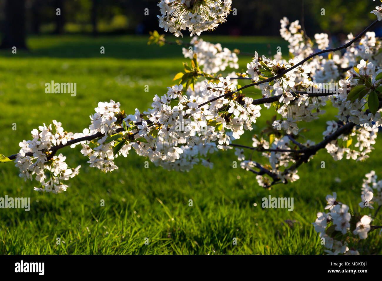 London, UK 19 March 2018 - White blossoming tree branch in Hyde Park, London experiences a heatwave, the hottest April day in 70 years Stock Photo