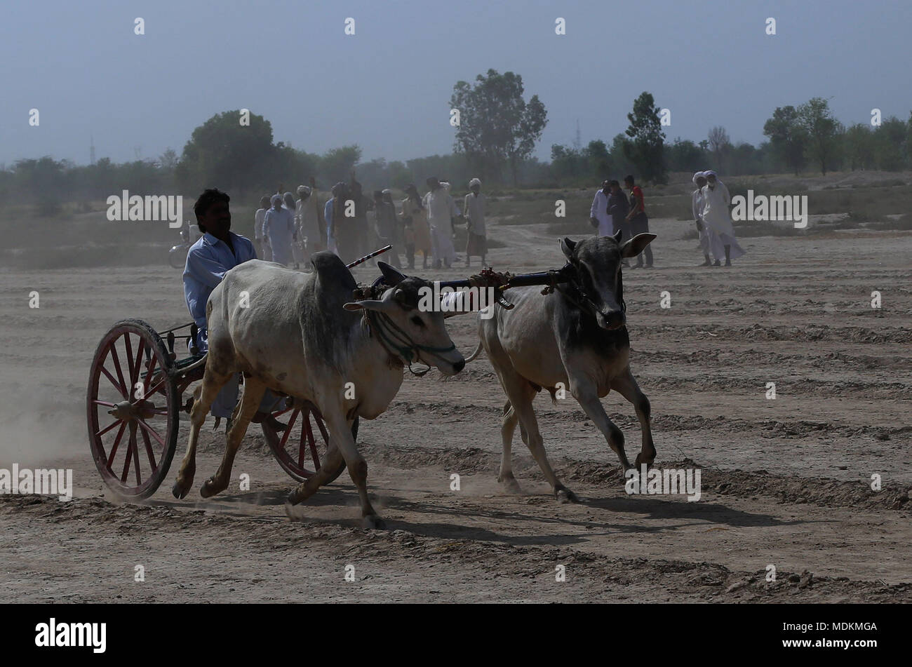 A Pakistani farmer guides his bulls as he competes in a traditional bull race in village Jaranwala 30 chock some 250km from Lahore In a rural corner of Pakistan on April 20, 2018. Stock Photo
