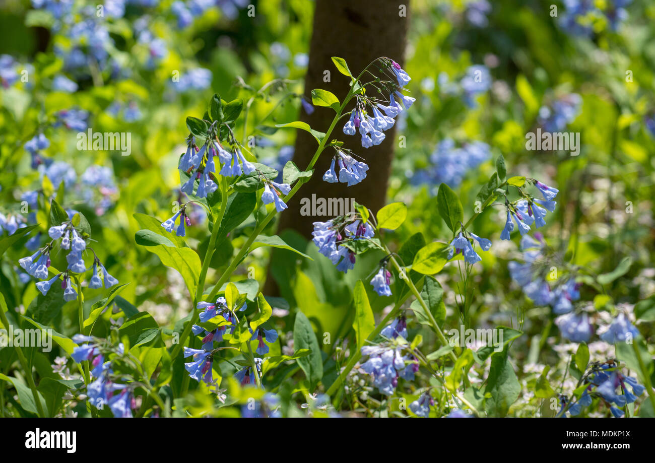 Bluebell flowers carpet the forest floor at the Bull Run Regional Park