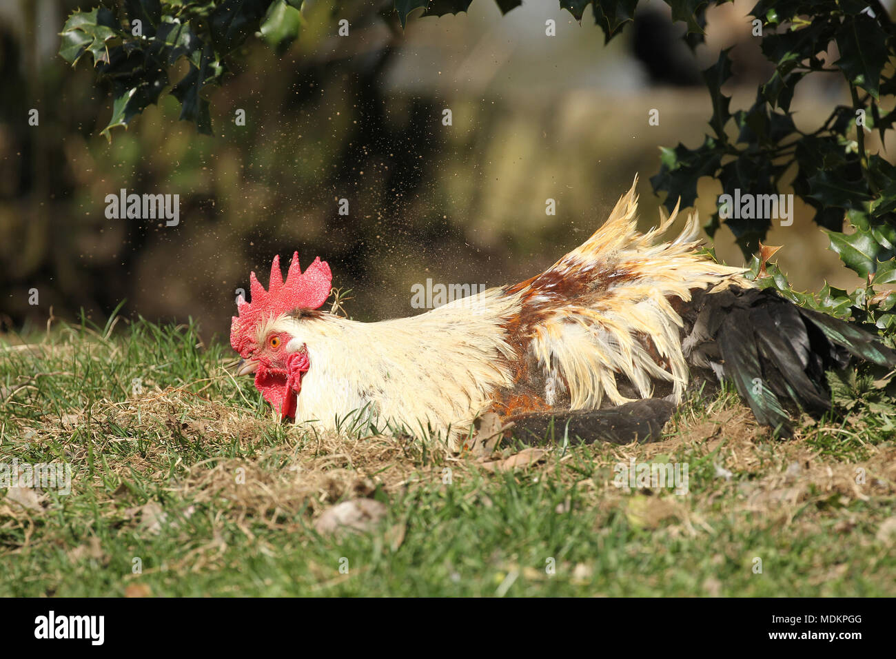 Domestic Chicken (Gallus gallus domesticus), free running cock near Sandbaden, Lower Austria, Austria Stock Photo