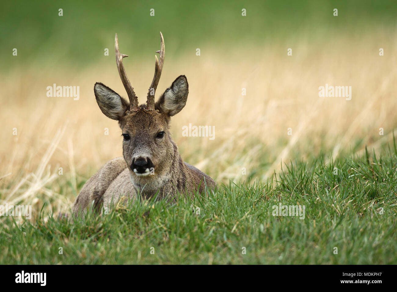 European roe deer (Capreolus capreolus), bock in grey winter fur lies in a meadow, Lower Austria, Austria Stock Photo