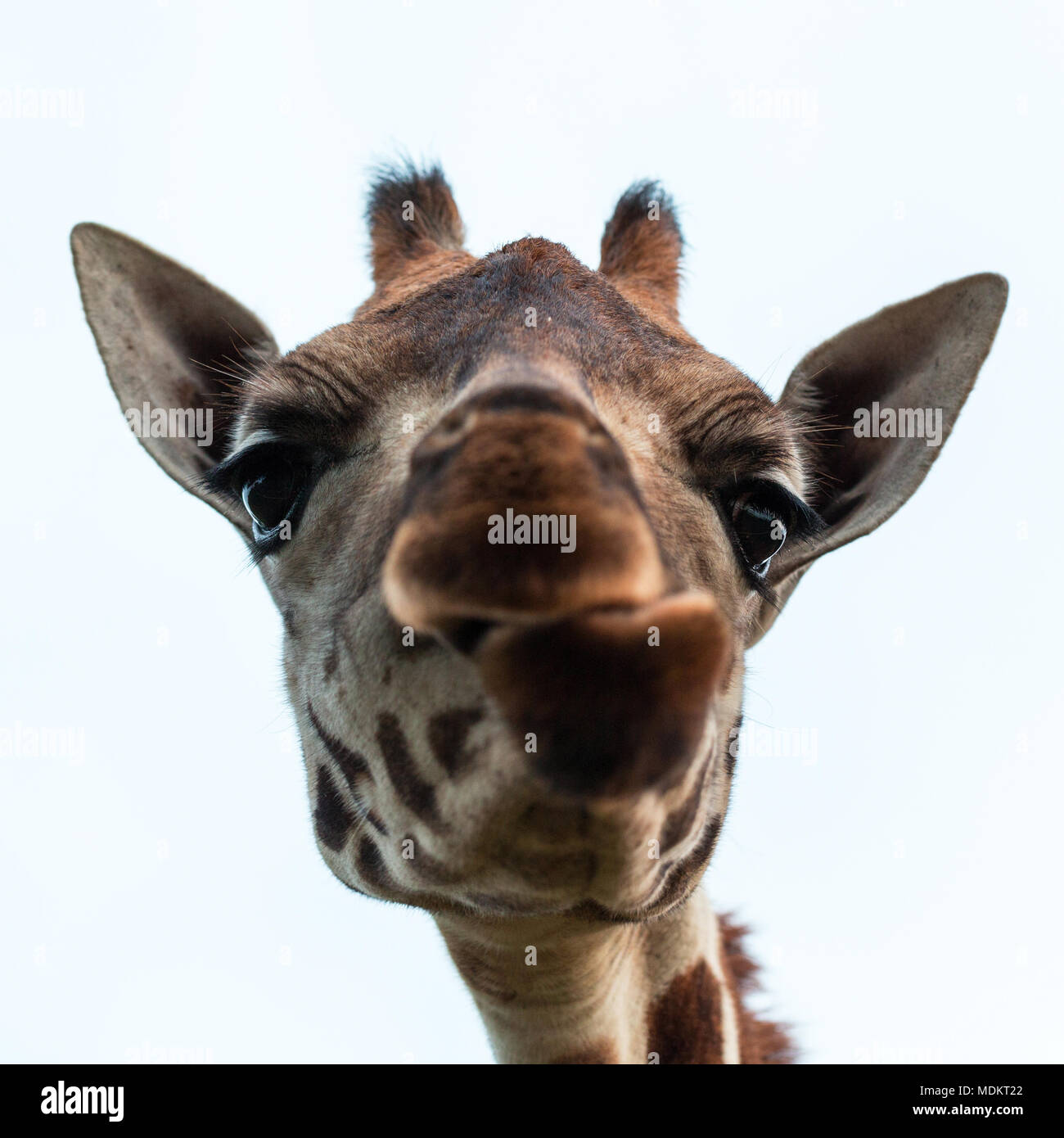 Rothschild’s Giraffe (Giraffa camelopardalis rothschildi) looks into camera, animal portrait, captive Stock Photo
