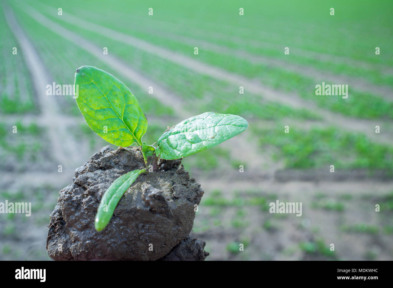 Sapling with espinach plant over cultivated field. Fruits of his labor Stock Photo